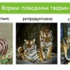 Форми поведінки тварин