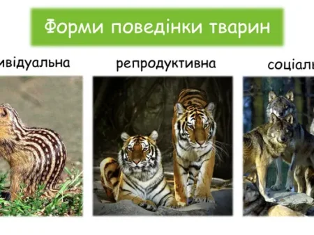 Форми поведінки тварин