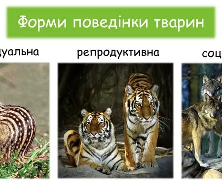 Форми поведінки тварин
