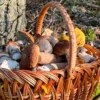 Грибна лихоманка в Рівному: скільки коштують білі гриби