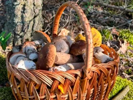 Грибна лихоманка в Рівному: скільки коштують білі гриби