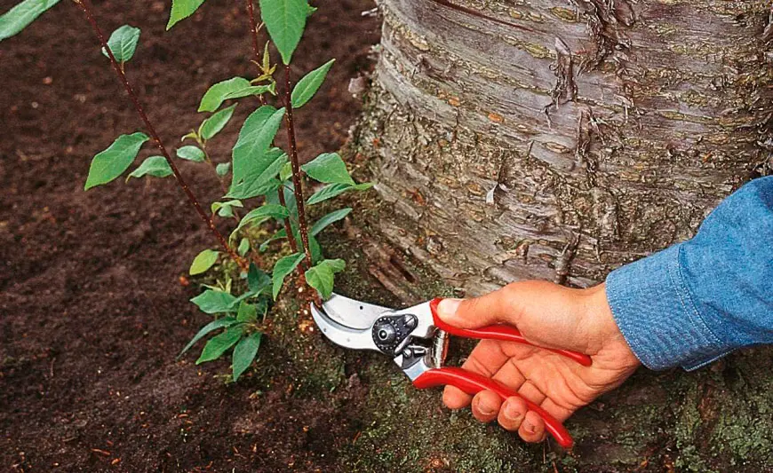 Один прийом — і порослі більше не буде - ефективний спосіб знищити небажані пагони назавжди