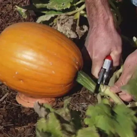 Секрет городників: чому під гарбуз варто підкласти дошку і як це впливає на врожай