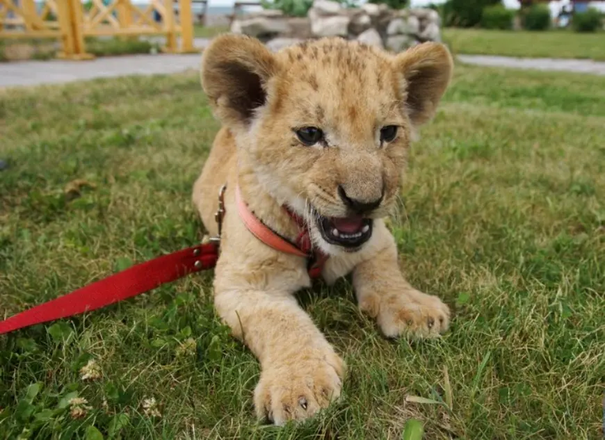 Утримання екзотичних тварин вдома - за що українцям виписують штрафи і чим це загрожує