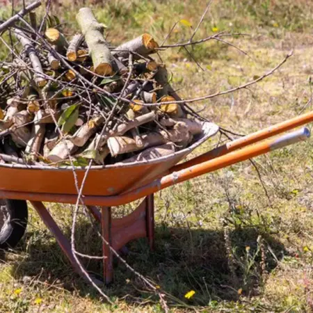 Збирати дрова в лісі заборонено: які винятки дозволяє закон і які штрафи загрожують